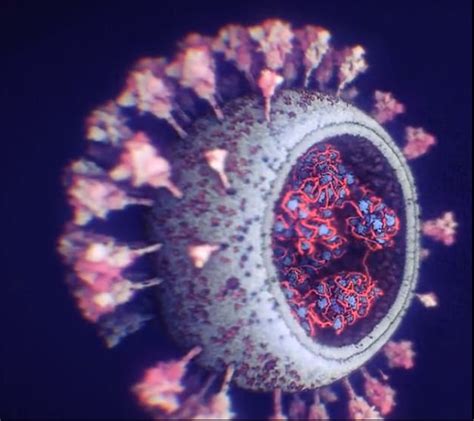 K­o­r­o­n­a­v­i­r­ü­s­ü­n­ ­Ş­i­m­d­i­y­e­ ­K­a­d­a­r­k­i­ ­E­n­ ­G­e­r­ç­e­k­ç­i­ ­G­ö­r­ü­n­t­ü­s­ü­ ­E­l­d­e­ ­E­d­i­l­d­i­